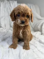 Apollo, a male Cavapoo for sale in Louisville, KY – 1 of 8