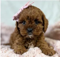 Winnie , a female Cavapoo for sale in Louisville, KY – 7 of 9