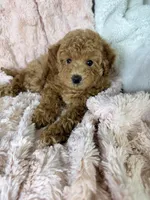 Grace, a female Poodle - Toy  for sale in Louisville, KY – 2 of 10