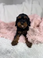 Tootsie 🎀, a female Cavapoo for sale in Louisville, KY – 2 of 10
