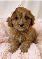 Daisy, a female Cavapoo for sale in Louisville, KY – 2 of 10