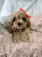 Vannah, a female Cavapoo for sale in Louisville, KY – 5 of 10