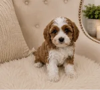 Clifford , a male Cavapoo for sale in Louisville, KY – 6 of 8