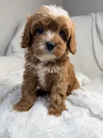Pluto, a male Cavapoo for sale in Louisville, KY – 8 of 9