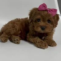 Alabama-toy, a female Cavapoo for sale in Louisville, KY – Photo 5 of 10