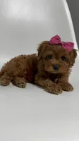 Alabama-toy, a female Cavapoo for sale in Louisville, KY – Photo 5 of 10