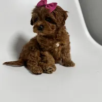 Alabama-toy, a female Cavapoo for sale in Louisville, KY – Photo 6 of 10