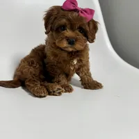 Alabama-toy, a female Cavapoo for sale in Louisville, KY – Photo 10 of 10