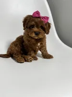 Alabama-toy, a female Cavapoo for sale in Louisville, KY – Photo 10 of 10