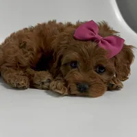 Alabama-toy, a female Cavapoo for sale in Louisville, KY – Photo 7 of 10