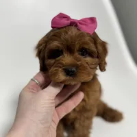 Alabama-toy, a female Cavapoo for sale in Louisville, KY – Photo 1 of 10