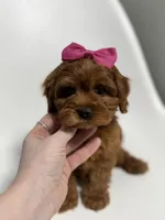 Alabama-toy, a female Cavapoo for sale in Louisville, KY – Photo 1 of 10