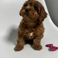 Alabama-toy, a female Cavapoo for sale in Louisville, KY – Photo 9 of 10