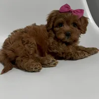 Alabama-toy, a female Cavapoo for sale in Louisville, KY – Photo 3 of 10