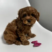 Alabama-toy, a female Cavapoo for sale in Louisville, KY – Photo 8 of 10