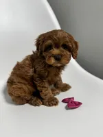 Alabama-toy, a female Cavapoo for sale in Louisville, KY – Photo 8 of 10