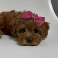 Alabama-toy, a female Cavapoo for sale in Louisville, KY – Photo 2 of 10