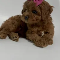 Alabama-toy, a female Cavapoo for sale in Louisville, KY – Photo 4 of 10