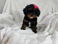 Hershey 🍫🎀, a female Cavapoo for sale in Louisville, KY – 6 of 10