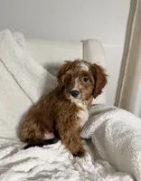 Finn, a male Cavapoo for sale in Louisville, KY – 5 of 5