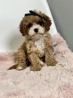 Briar, a female Cavapoo for sale in Louisville, KY – Photo 2 of 8