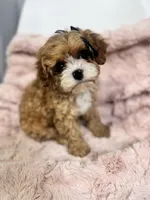 Briar, a female Cavapoo for sale in Louisville, KY – Photo 5 of 8