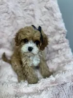 Briar, a female Cavapoo for sale in Louisville, KY – Photo 6 of 8