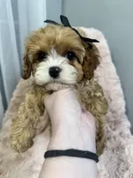 Briar, a female Cavapoo for sale in Louisville, KY – Photo 8 of 8
