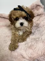 Briar, a female Cavapoo for sale in Louisville, KY – Photo 4 of 8