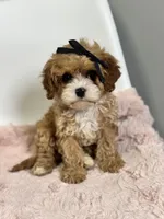 Briar, a female Cavapoo for sale in Louisville, KY – Photo 3 of 8