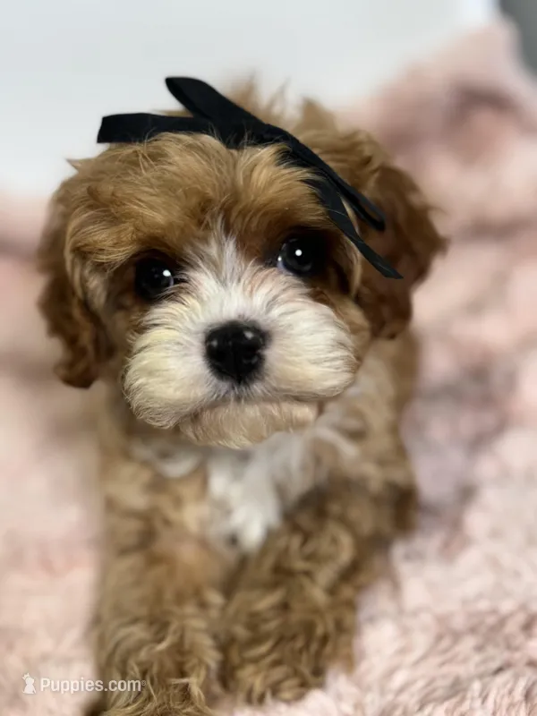 Briar – Cavapoo puppy for sale in Louisville, KY
