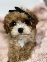 Briar, a female Cavapoo for sale in Louisville, KY – Photo 1 of 8