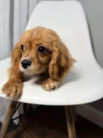 Van, a male Cavapoo for sale in Louisville, KY – 3 of 7