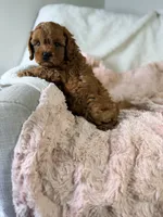 Frannie, a female Cavapoo for sale in Louisville, KY – 5 of 8