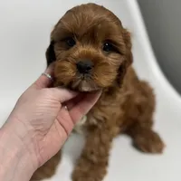 Washington, a male Cavapoo for sale in Louisville, KY – Photo 8 of 8