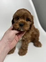 processed/03e9f551-54de-48cd-9003-f5a7c2f49a21/listing/a3755644-e17f-4b9f-94b1-084173851171/2147df3d-6a27-4084-907a-86794c632e46