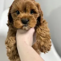 Washington, a male Cavapoo for sale in Louisville, KY – Photo 7 of 8