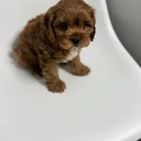 Washington, a male Cavapoo for sale in Louisville, KY – Photo 6 of 8