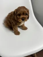 processed/03e9f551-54de-48cd-9003-f5a7c2f49a21/listing/a3755644-e17f-4b9f-94b1-084173851171/38fa4ac2-ed61-410e-91be-c0fc8a98383c