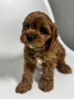 processed/03e9f551-54de-48cd-9003-f5a7c2f49a21/listing/a3755644-e17f-4b9f-94b1-084173851171/462ea04a-3b9e-48b4-aec4-3d627c3aa754