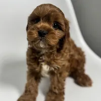 Washington, a male Cavapoo for sale in Louisville, KY – Photo 4 of 8