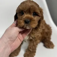 Washington, a male Cavapoo for sale in Louisville, KY – Photo 2 of 8