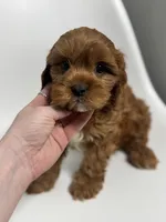 processed/03e9f551-54de-48cd-9003-f5a7c2f49a21/listing/a3755644-e17f-4b9f-94b1-084173851171/725a4aa5-bb28-4203-9d45-b496d4283d66