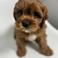 Washington, a male Cavapoo for sale in Louisville, KY – Photo 1 of 8