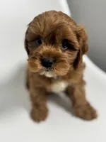 processed/03e9f551-54de-48cd-9003-f5a7c2f49a21/listing/a3755644-e17f-4b9f-94b1-084173851171/8195b134-b025-4961-b2f6-f7b72fed01f8