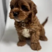 Washington, a male Cavapoo for sale in Louisville, KY – Photo 5 of 8