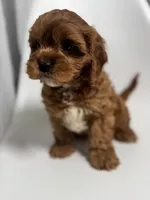 processed/03e9f551-54de-48cd-9003-f5a7c2f49a21/listing/a3755644-e17f-4b9f-94b1-084173851171/e6392ed1-8c40-4f6b-a178-6c2578f23833