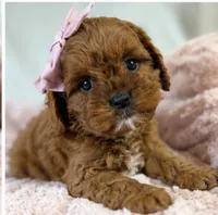 Winnie , a female Cavapoo for sale in Louisville, KY – 9 of 9