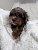 Peanut 🥜 , a female Cavapoo for sale in Louisville, KY – 4 of 10