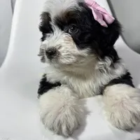 Prada, a female Miniature Bernedoodle for sale in Louisville, KY – Photo 10 of 10